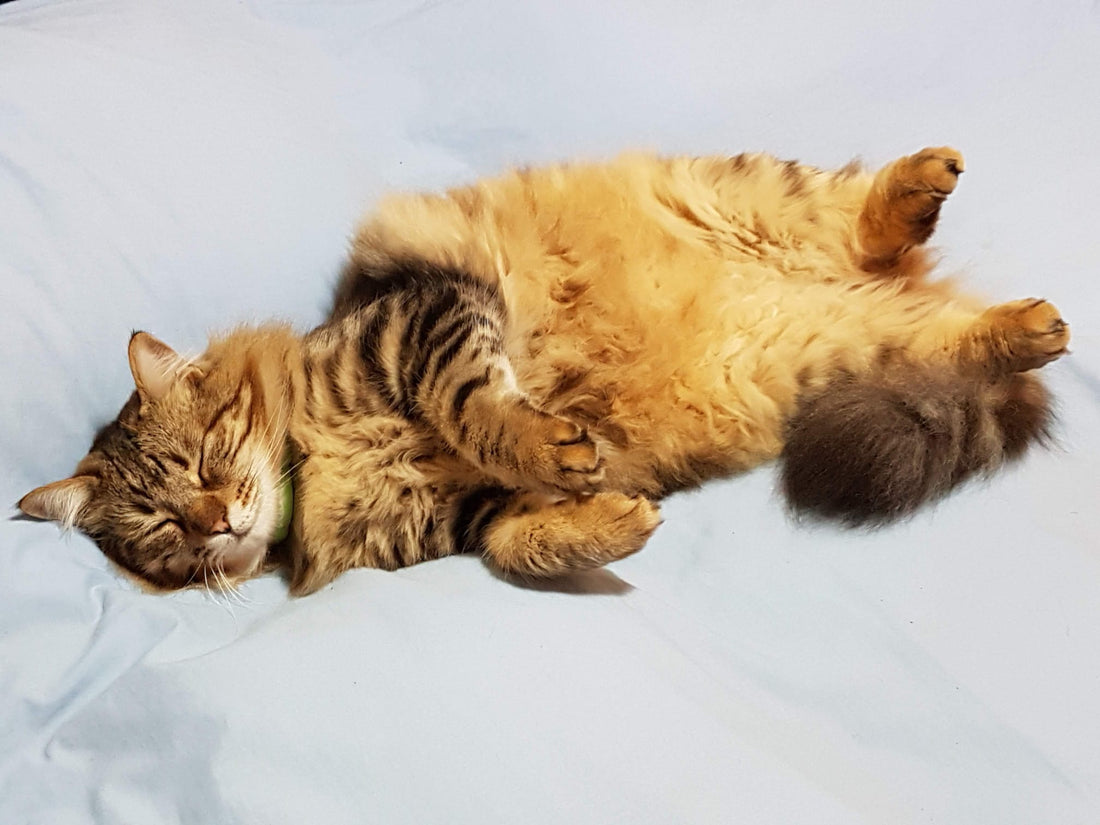 I consigli psicologici del gatto: lezioni di equilibrio emotivo